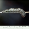 pseudochazara mamurra talysh larva final 2